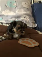 Bullet, a male Yorkshire Terrier for sale in Williamsburg, MO – Photo 6 of 8