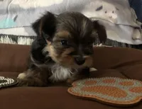 Bullet, a male Yorkshire Terrier for sale in Williamsburg, MO – Photo 4 of 8