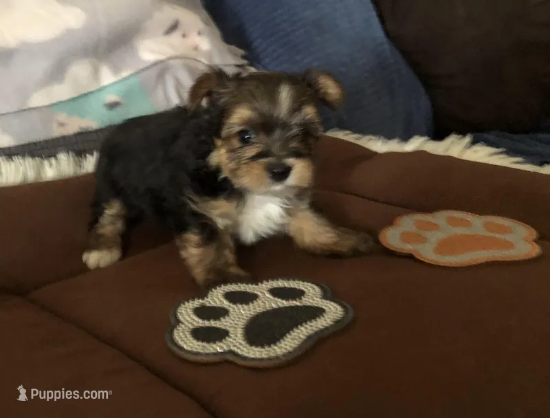 Bullet – Yorkshire Terrier puppy for sale in Williamsburg, MO