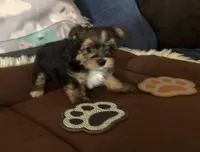 Bullet, a male Yorkshire Terrier for sale in Williamsburg, MO – Photo 1 of 8