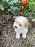 Tara, a female Morkie for sale in Williamsburg, MO – 2 of 7