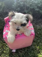 Cinder, a male Morkie for sale in Williamsburg, MO – 2 of 7