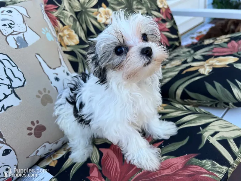 Sissy – Morkie puppy for sale in Williamsburg, MO