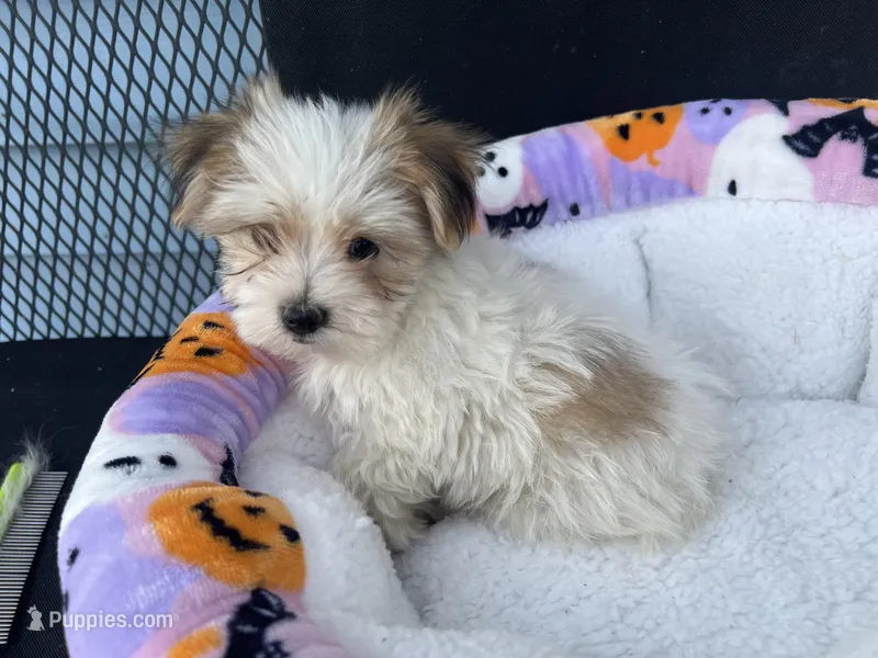 Rory – Morkie puppy for sale in Williamsburg, MO