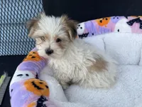 Rory, a male Morkie for sale in Williamsburg, MO – 1 of 6