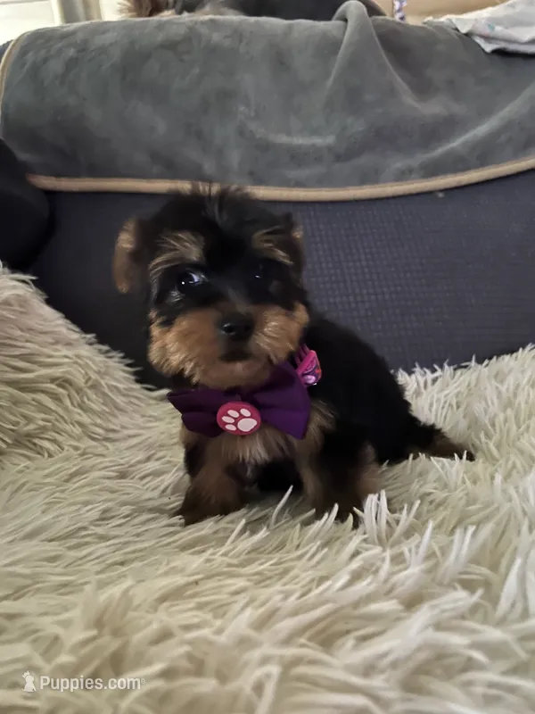 Renee – Yorkshire Terrier puppy for sale in Williamsburg, MO