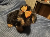 Willow, a female Yorkshire Terrier for sale in Williamsburg, MO – 3 of 7