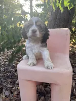Merlin, a male Cocker Spaniel for sale in Williamsburg, MO – 2 of 5