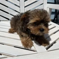Tommy, a male Yorkipoo for sale in Williamsburg, MO – 3 of 6