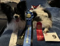 Daisey, a female Papillon for sale in Williamsburg, MO – 7 of 8