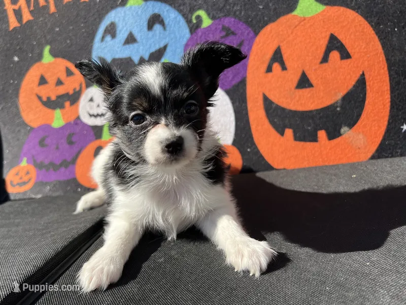 Kiki – Papillon puppy for sale in Williamsburg, MO