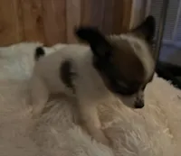 Kelsea, a female Papillon for sale in Williamsburg, MO – 4 of 7