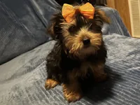 Willow, a female Yorkshire Terrier for sale in Williamsburg, MO – 4 of 7