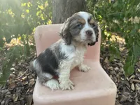 Merlin, a male Cocker Spaniel for sale in Williamsburg, MO – 3 of 5