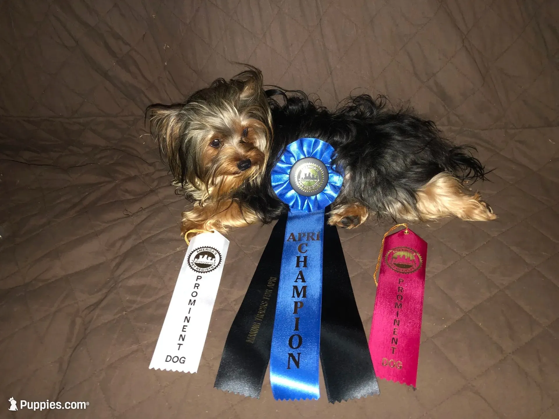 Honey, a female Yorkshire Terrier for sale in Williamsburg, MO – 8 of 8