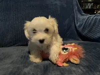 Tessa, a female Morkie for sale in Williamsburg, MO – 2 of 6