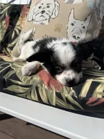 Karl, a male Papillon for sale in Williamsburg, MO – 2 of 4