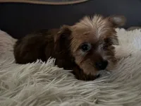 Sable, a male Yorkshire Terrier for sale in Williamsburg, MO – 4 of 7