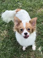 Kane, a male Papillon for sale in Williamsburg, MO – 5 of 5