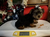 Dutchess, a female Yorkshire Terrier for sale in Williamsburg, MO – 4 of 6