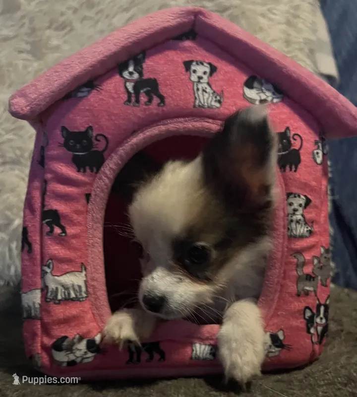 Whitney – Papillon puppy for sale in Williamsburg, MO