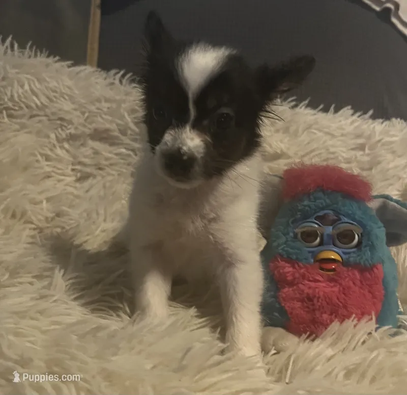 Bella – Papillon puppy for sale in Williamsburg, MO