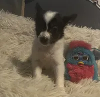Bella, a female Papillon for sale in Williamsburg, MO – 1 of 7