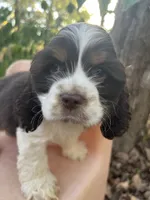 Charlie , a male Cocker Spaniel for sale in Williamsburg, MO – 4 of 6