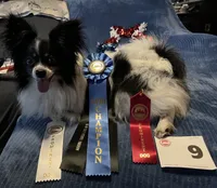 Kiki, a female Papillon for sale in Williamsburg, MO – 6 of 6
