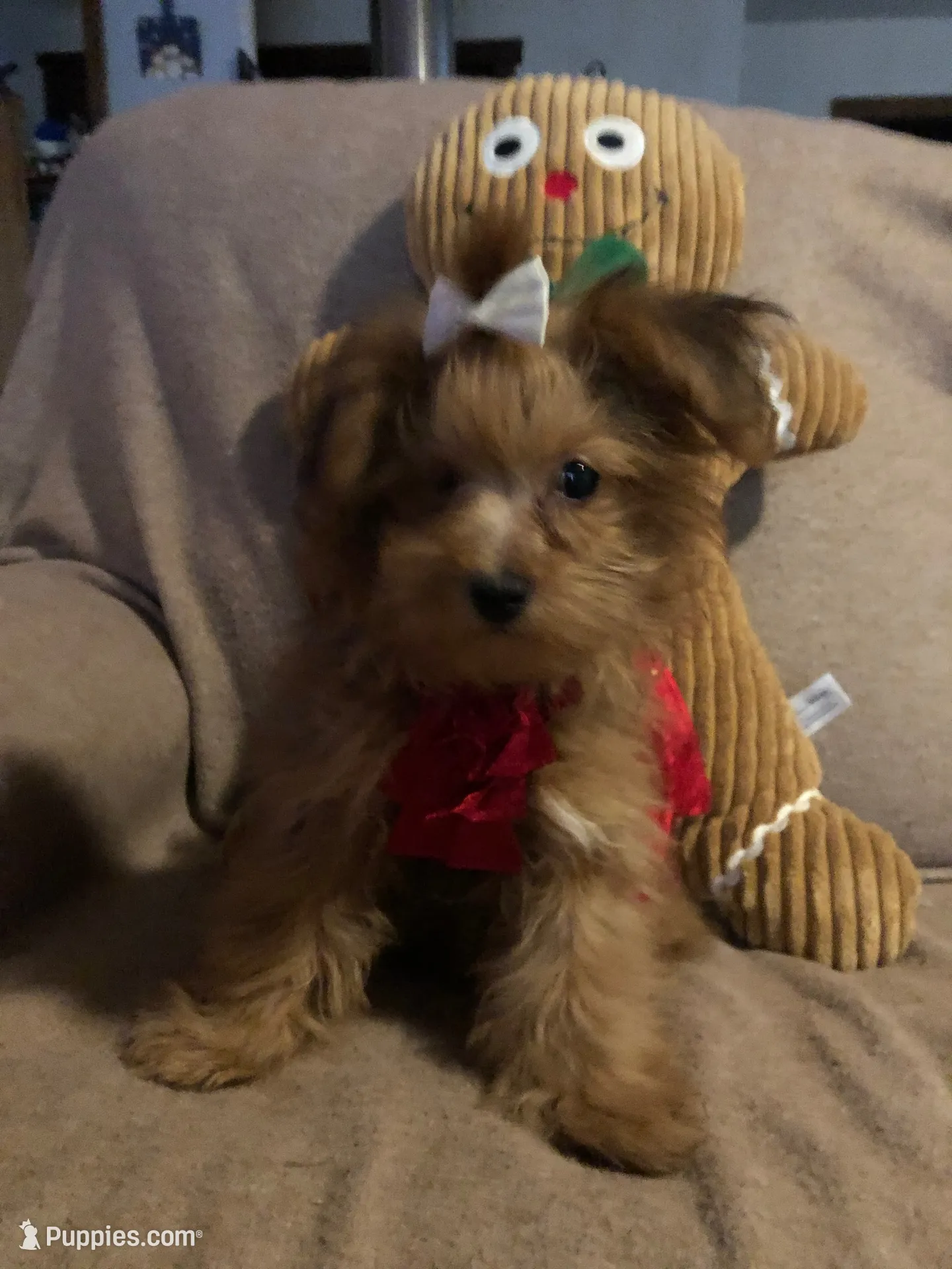 Tommy, a male Yorkipoo for sale in Williamsburg, MO – 5 of 6