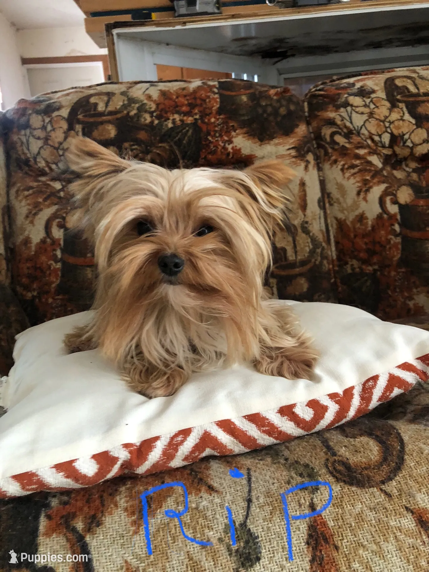 Tara, a female Yorkipoo for sale in Williamsburg, MO – 5 of 6