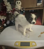 Daisey, a female Papillon for sale in Williamsburg, MO – 6 of 8
