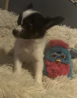 Bella, a female Papillon for sale in Williamsburg, MO – 3 of 7