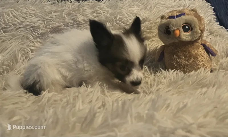Daisey – Papillon puppy for sale in Williamsburg, MO