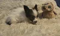 Daisey, a female Papillon for sale in Williamsburg, MO – 1 of 8
