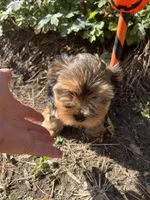 Champ, a male Yorkshire Terrier for sale in Williamsburg, MO – 3 of 8