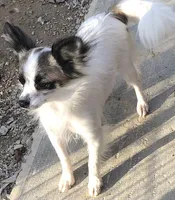 Whitney, a female Papillon for sale in Williamsburg, MO – 8 of 8