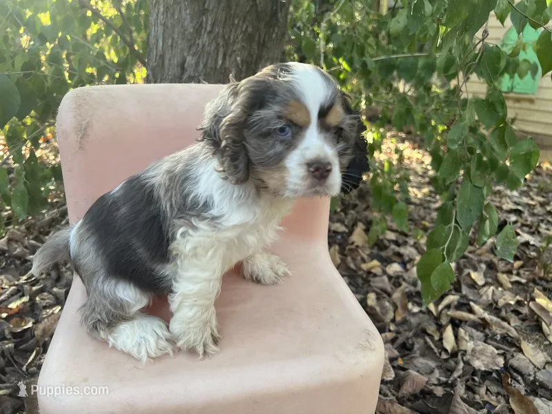 Merlin – Cocker Spaniel puppy for sale in Williamsburg, MO