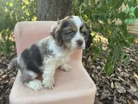 Merlin, a male Cocker Spaniel for sale in Williamsburg, MO – 1 of 5