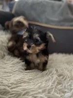 Codi, a male Yorkshire Terrier for sale in Williamsburg, MO – 2 of 7