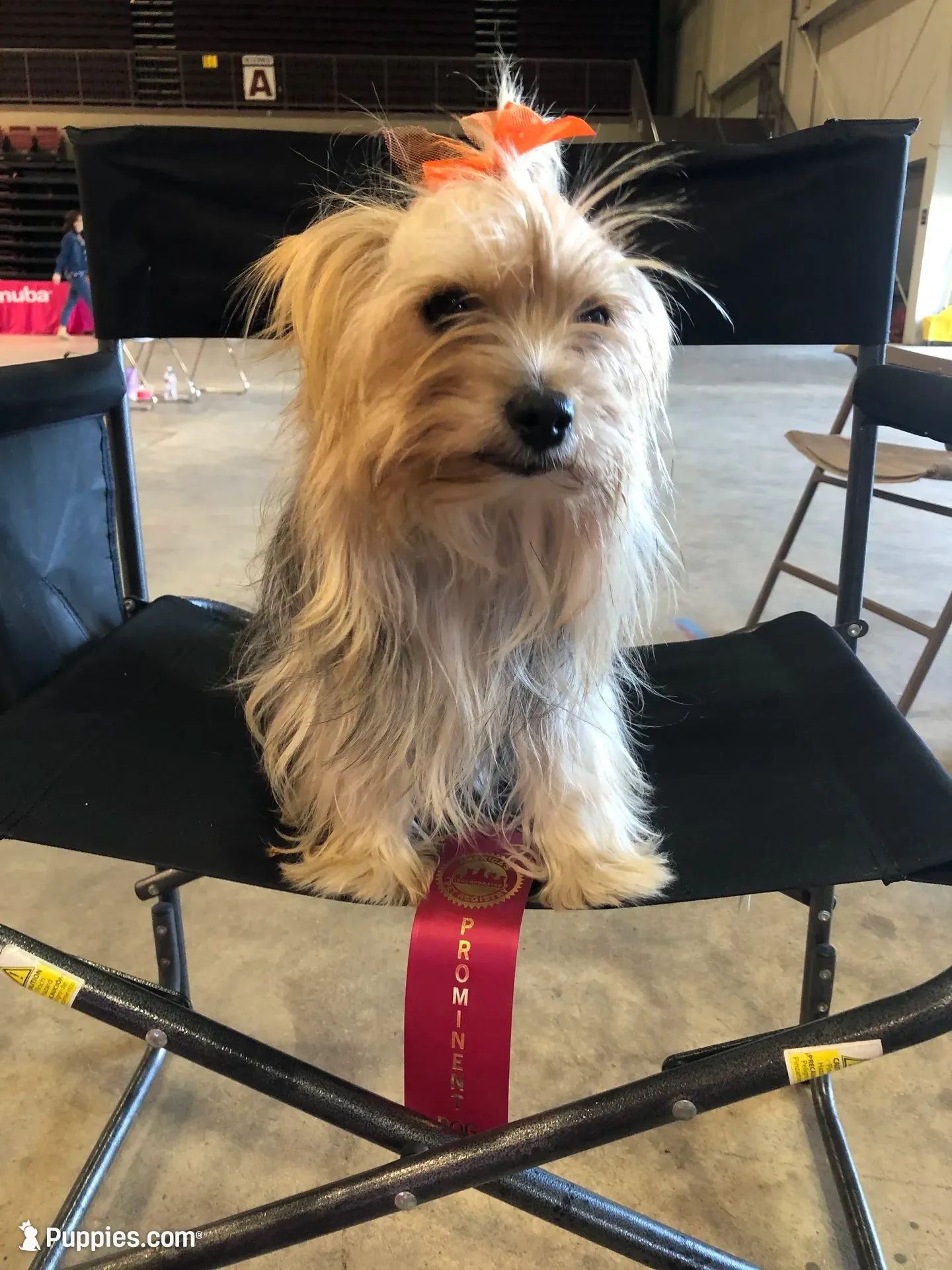Champ, a male Yorkshire Terrier for sale in Williamsburg, MO – 8 of 8