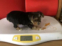 Rascal, a male Yorkshire Terrier for sale in Williamsburg, MO – Photo 5 of 7