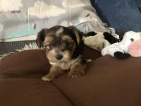 Rascal, a male Yorkshire Terrier for sale in Williamsburg, MO – Photo 2 of 7