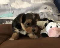 Rascal, a male Yorkshire Terrier for sale in Williamsburg, MO – Photo 4 of 7