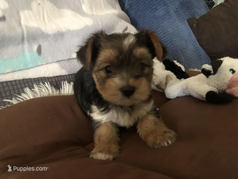 Rascal – Yorkshire Terrier puppy for sale in Williamsburg, MO