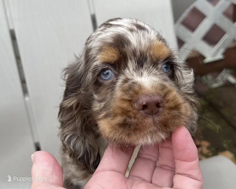 Blu – Cocker Spaniel puppy for sale in Williamsburg, MO