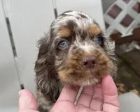 Blu, a male Cocker Spaniel for sale in Williamsburg, MO – 1 of 5
