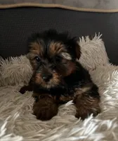 Moose, a male Yorkshire Terrier for sale in Williamsburg, MO – 2 of 5
