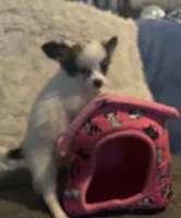 Whitney, a female Papillon for sale in Williamsburg, MO – 2 of 8