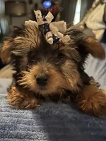 Dutchess, a female Yorkshire Terrier for sale in Williamsburg, MO – 2 of 6